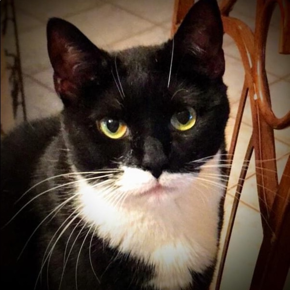 Meet your Posher, Lola